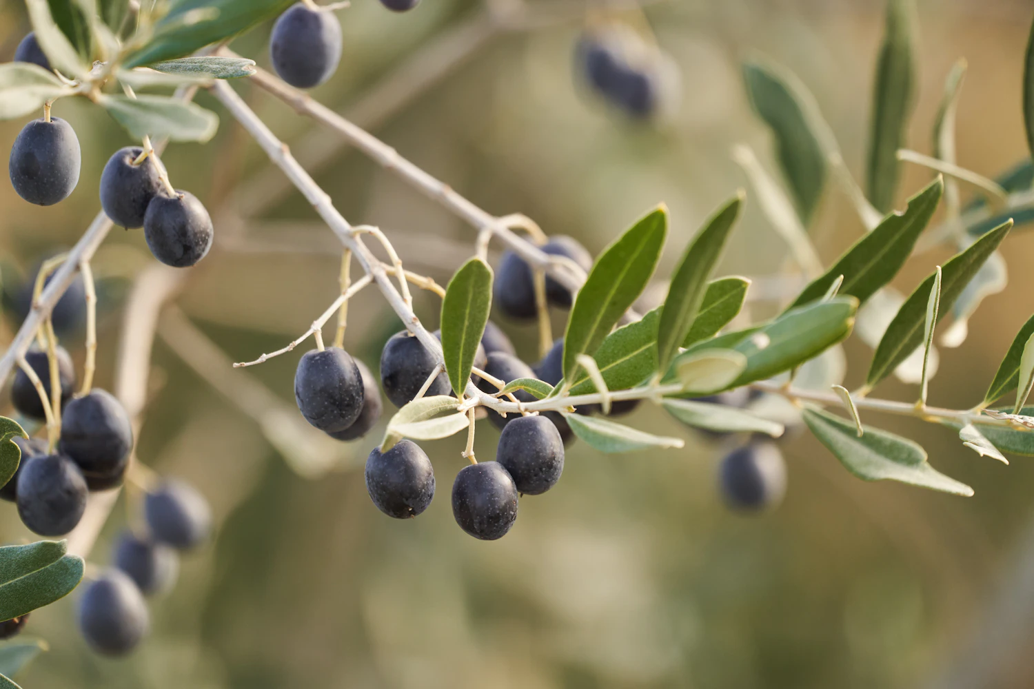 Ώριμες ελιές πάνω στο κλαδί