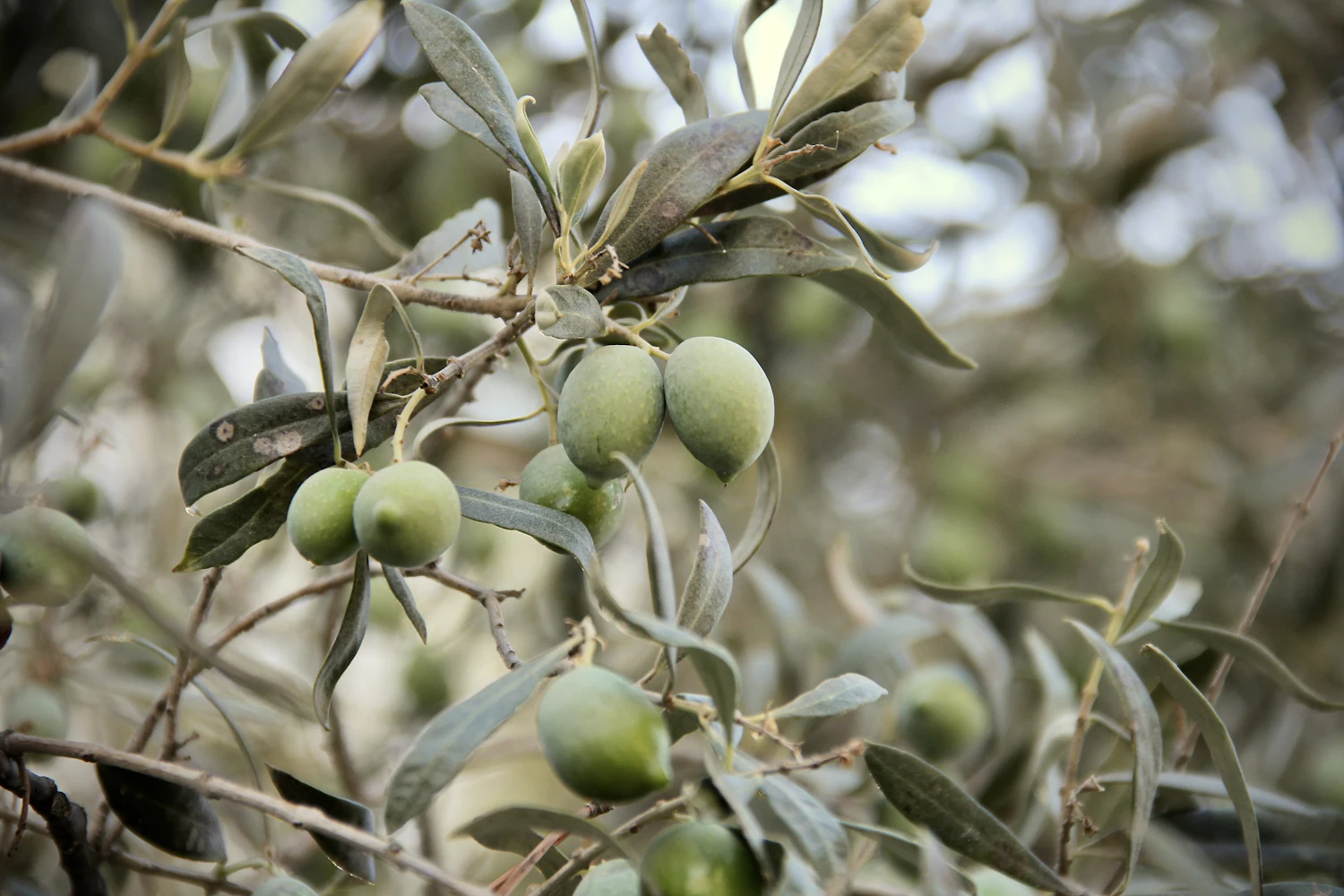 Πράσινες ελιές στο δέντρο